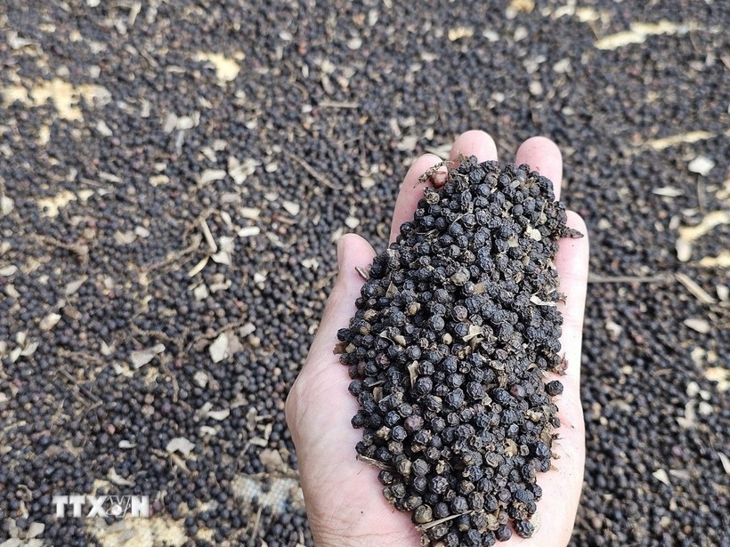 Vietnam’s pepper exports surpass US$1 billion in first eight months